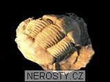 trilobit, zkamenělina