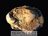trilobit, zkamenělina