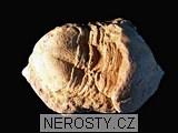 trilobit, zkamenělina