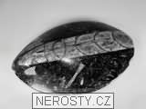 ortoceras, zkamenělina