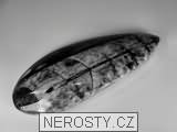 ortoceras, zkamenělina