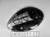 ortoceras, zkamenělina