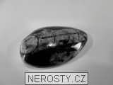 ortoceras, zkamenělina