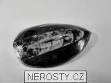 ortoceras, zkamenělina