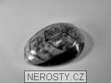 ortoceras, zkamenělina