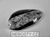 ortoceras, zkamenělina