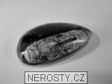ortoceras, zkamenělina