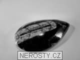 ortoceras, zkamenělina