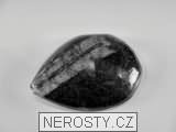 ortoceras, zkamenělina