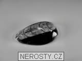 ortoceras, zkamenělina