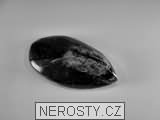 ortoceras, zkamenělina