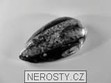 ortoceras, zkamenělina