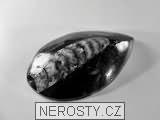 ortoceras, zkamenělina
