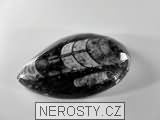ortoceras, zkamenělina