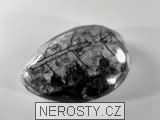 ortoceras, zkamenělina