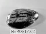 ortoceras, zkamenělina