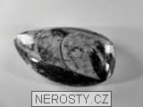 ortoceras, zkamenělina