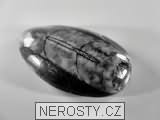 ortoceras, zkamenělina