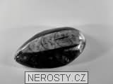 ortoceras, zkamenělina