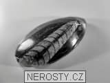 ortoceras, zkamenělina
