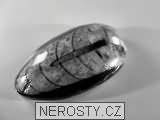 ortoceras, zkamenělina