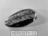 ortoceras, zkamenělina