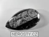 ortoceras, zkamenělina