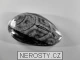 ortoceras, zkamenělina