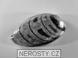 ortoceras, zkamenělina