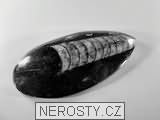 ortoceras, zkamenělina