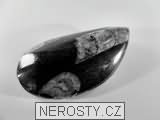 ortoceras, zkamenělina