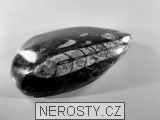 ortoceras, zkamenělina
