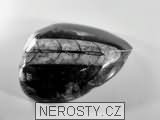 ortoceras, zkamenělina