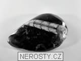 ortoceras, zkamenělina