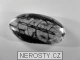 ortoceras, zkamenělina