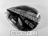 ortoceras, zkamenělina