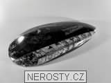 ortoceras, zkamenělina