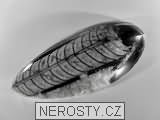 ortoceras, zkamenělina