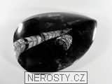 ortoceras, zkamenělina