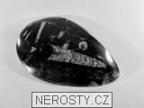 ortoceras, zkamenělina