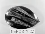 ortoceras, zkamenělina