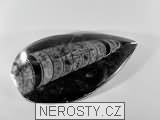 ortoceras, zkamenělina