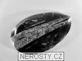 ortoceras, zkamenělina
