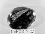 ortoceras, zkamenělina