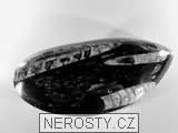 ortoceras, zkamenělina