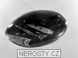ortoceras, zkamenělina
