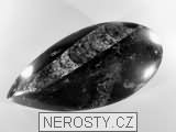 ortoceras, zkamenělina