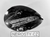 ortoceras, zkamenělina