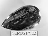 ortoceras, zkamenělina