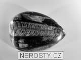 ortoceras, zkamenělina